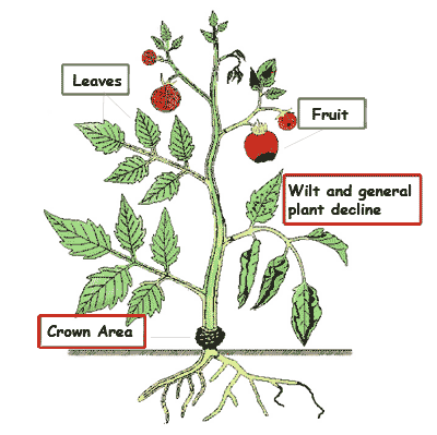 Tomato plant caused by some