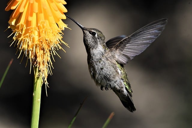 Hummingbird bird flower