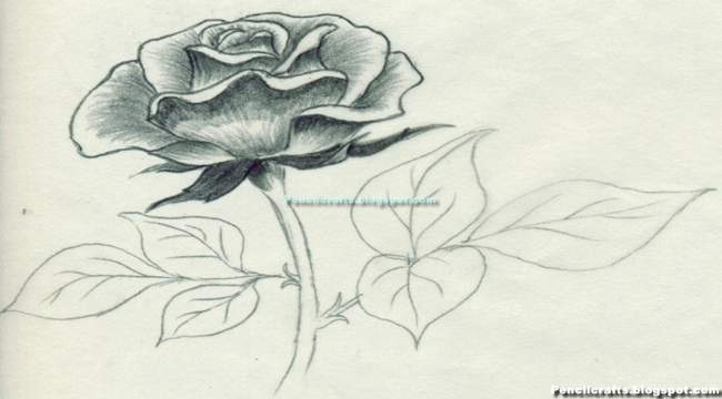 Heart Roses Drawings