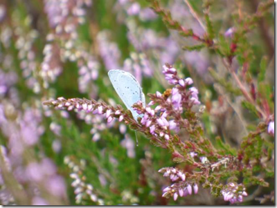 Holly blue butterfly