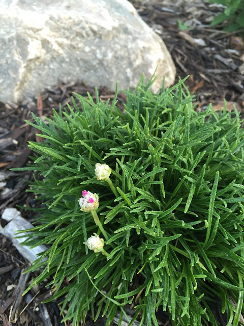 Armeria maritima 'Dusseldorf Pride'