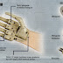 TANGAN BIONIC I-LIMB