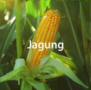 Teknis Budidaya Tanaman Jagung