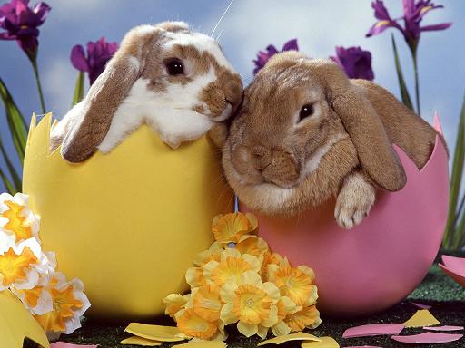 cute happy easter bunnies. cute happy easter bunnies.