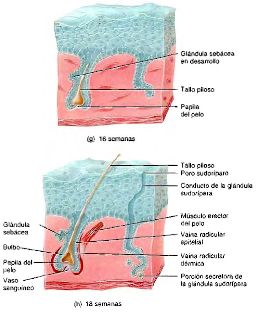 Sistema tegumentario piel tallo piloso