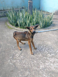 COPBEA resgata 3 cães e dono recebe voz de prisão por crueldade animal