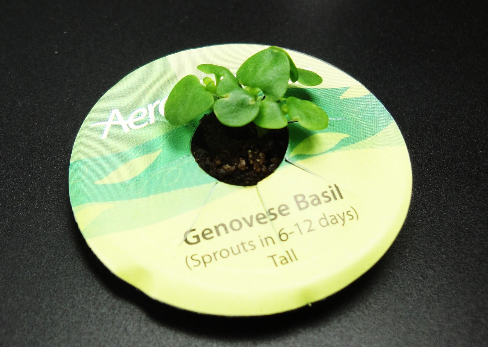 types of flowers starting with t Genovese Basil | 1600 x 1138