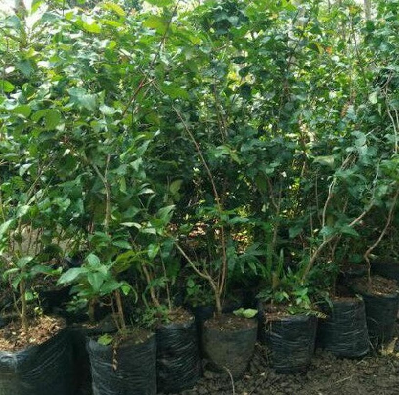 bibit dewandaru tanaman buah cermai merah eugenia banyak Sulawesi Tenggara