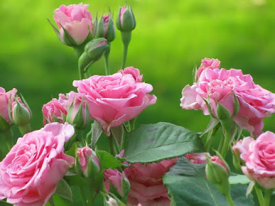 foto de rosas rosadas