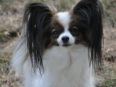 [最も人気のある！] bebe papillon 348041-Bebe papillon pitou labotte photo