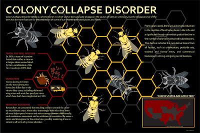 colony collapse disorder