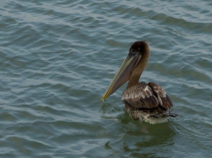 bird2