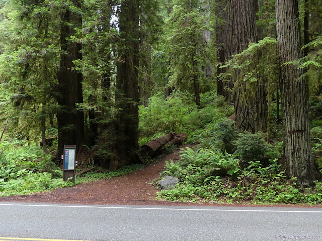 sign, trail, big trees