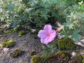 Pink geranium flowering in morning sun