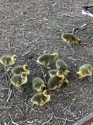 ガチョウの子供達