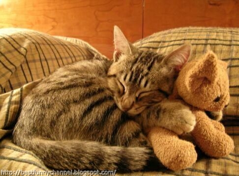 Cat and toy.