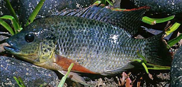 PEMBURU SEPIT BIRU  Kisah Ikan  Tilapia 