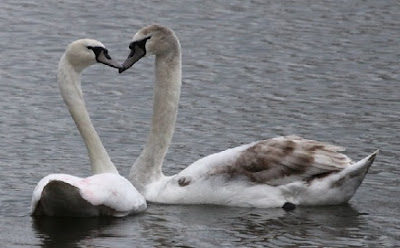 Pareja de cisnes