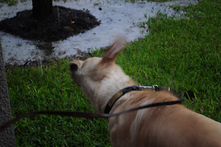 Bob standing in the rain shaking his head off. His ears are blurred out as his head goes back and fourth