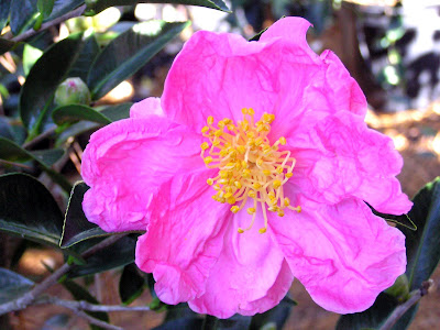 Camellia 'Moon Festival'