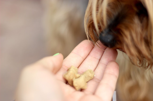 Nature's Variety Instinct Raw Freeze-Dried Dog Food