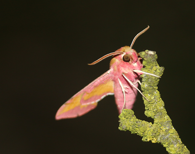 Kleiner Weinschwärmer, Deilephila porcellus