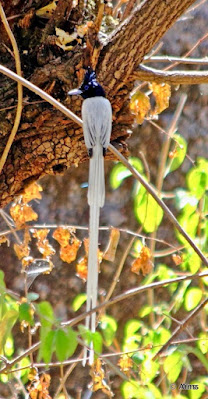 "Asian Paradise-flycatcher Terpsiphone paradisi - male.  Mt.Abu."