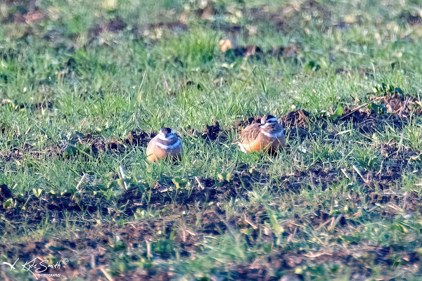 Dotterel