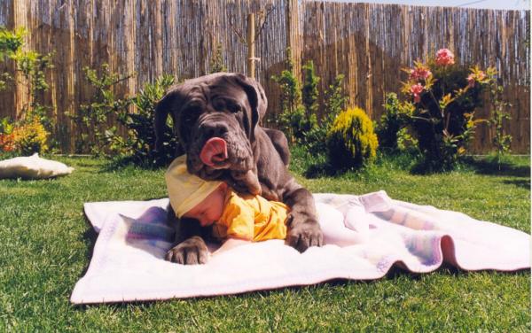 Cute images - the baby and the dog