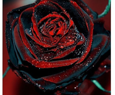 Beautiful Photos Of Love Flower Rose