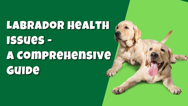 Labrador Health Issues: A Comprehensive Guide to Keeping Your Lab Healthy