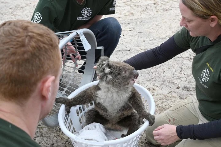 Abrieron un hospital  improvisado para salvar a los koalas de los incendios