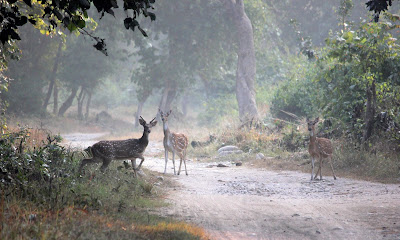 Deers in Corbett