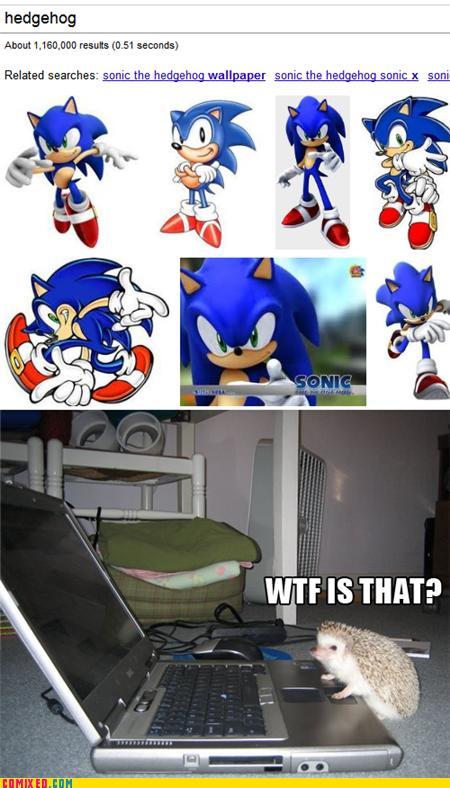 sonic hedgehog google images wtf