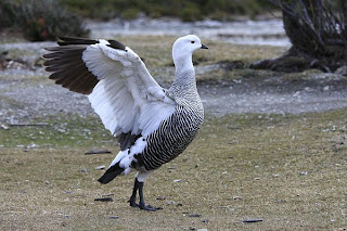 cauquén macho