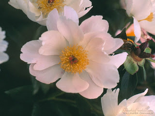 Download Image of Flower