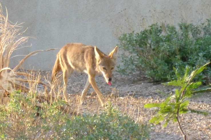 Apa sih Coyote itu, dan di Mana Mereka Hidup?