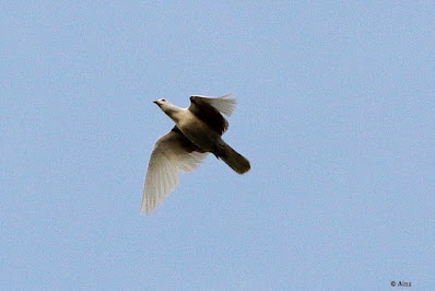 "Eurasian Collared-Dove Streptopelia decaocto, photographed a pair, certainly they are vagrants. Rare for Mount Abu but are found at the foothill."