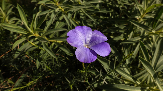 Blauw vlas of Frans vlas (Linum narbonense)