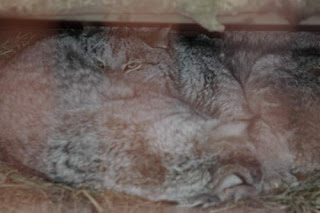 A Pair of Lynx Parents.