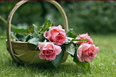 A wicker basket holding long-stemmed pink roses.