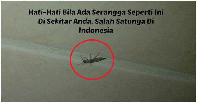 Berhati-Hatilah Kalau Ada Binatang Kayak Gini Di Sekitar Rumah Anda!! Salah Satunya Di Indonesia..