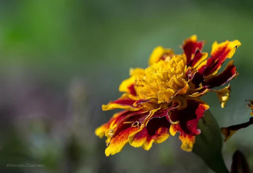 Vernon Chalmers Canon Camera and Garden Small Flower Photography Training Cape Peninsula