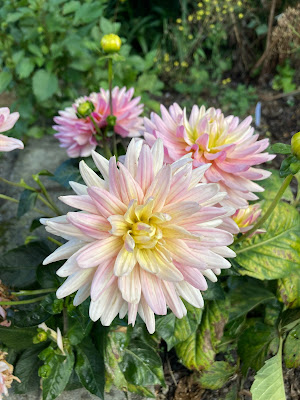 Dahlia Pink Magic