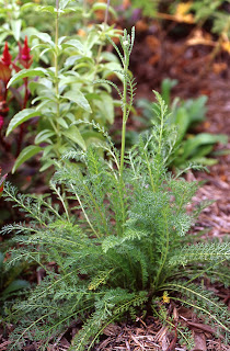 Achillea millefolium - Common Yarrow