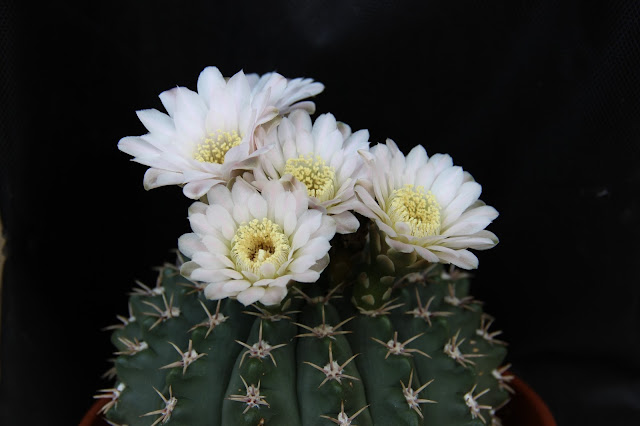 Gymnocalycium quehlianum