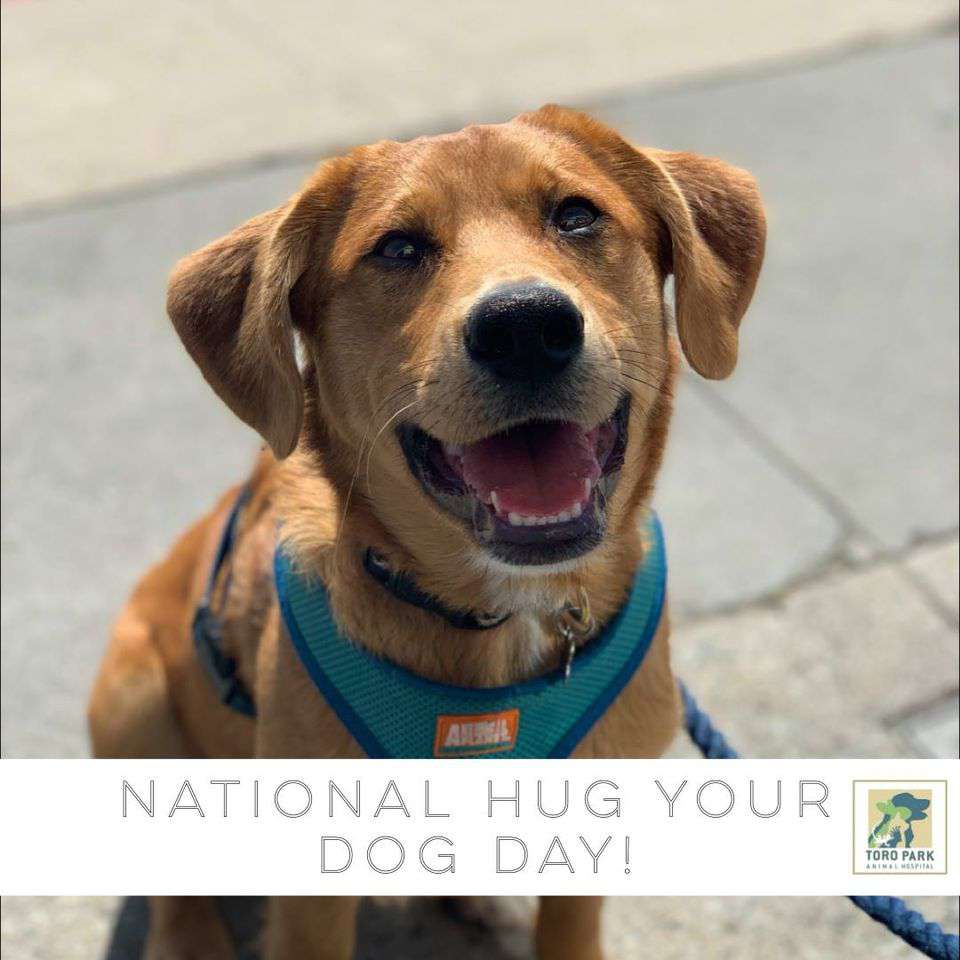 National Hug Your Dog Day Wishes