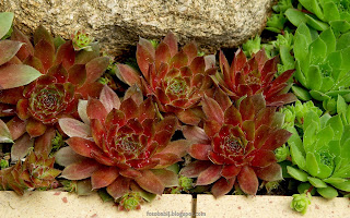 http://fotobabij.blogspot.com/2015/03/rojnik-cameleon-sempervivum.html