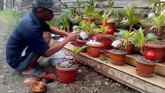 PANDUAN MEMBUAT BONSAI  KELAPA  Tips Petani