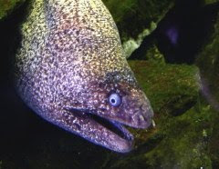 moray